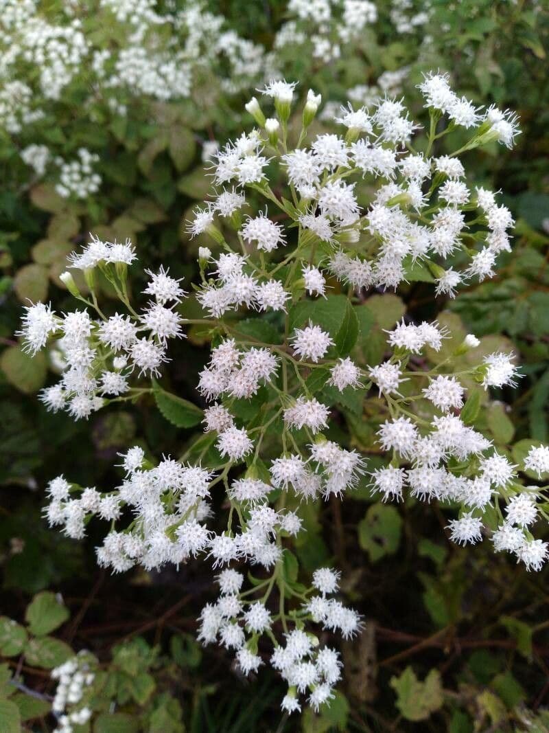 Ageratina 3
