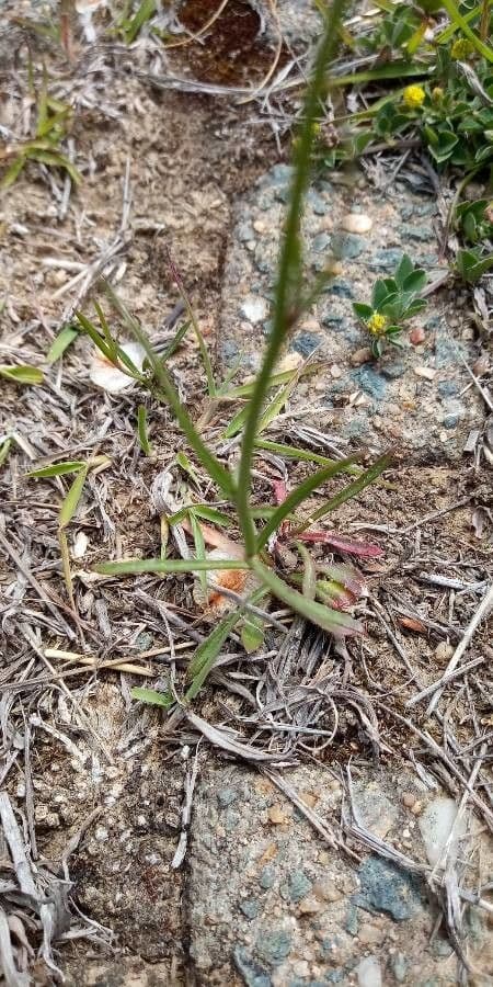 Wahlenbergia capillaris 8