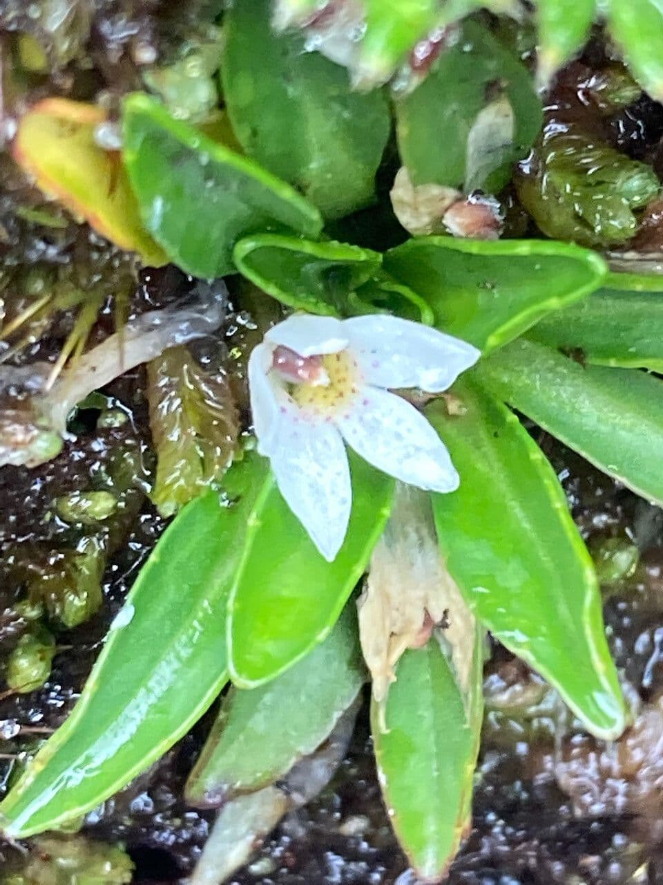 Lysipomia 2