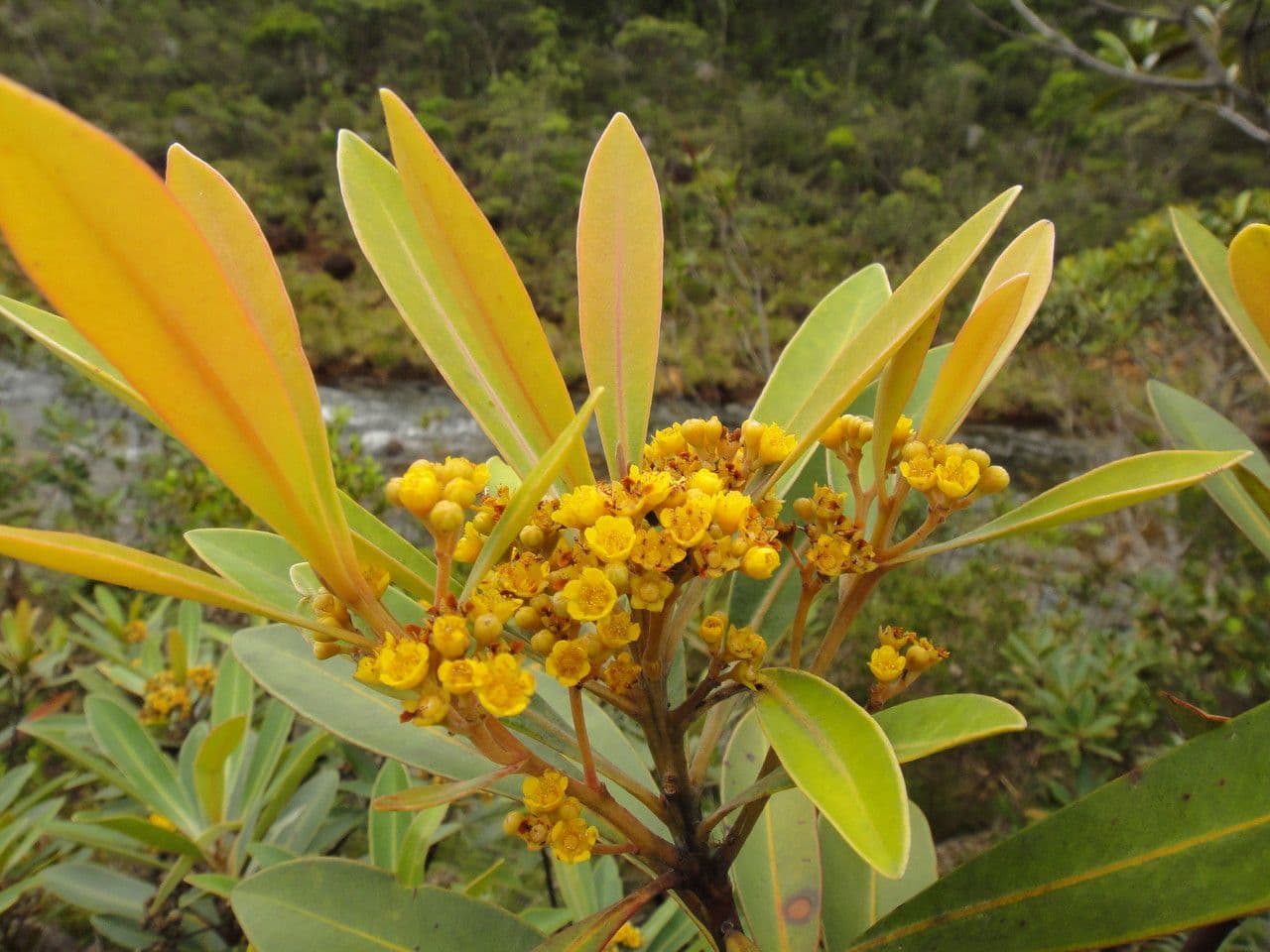 Tristaniopsis 7