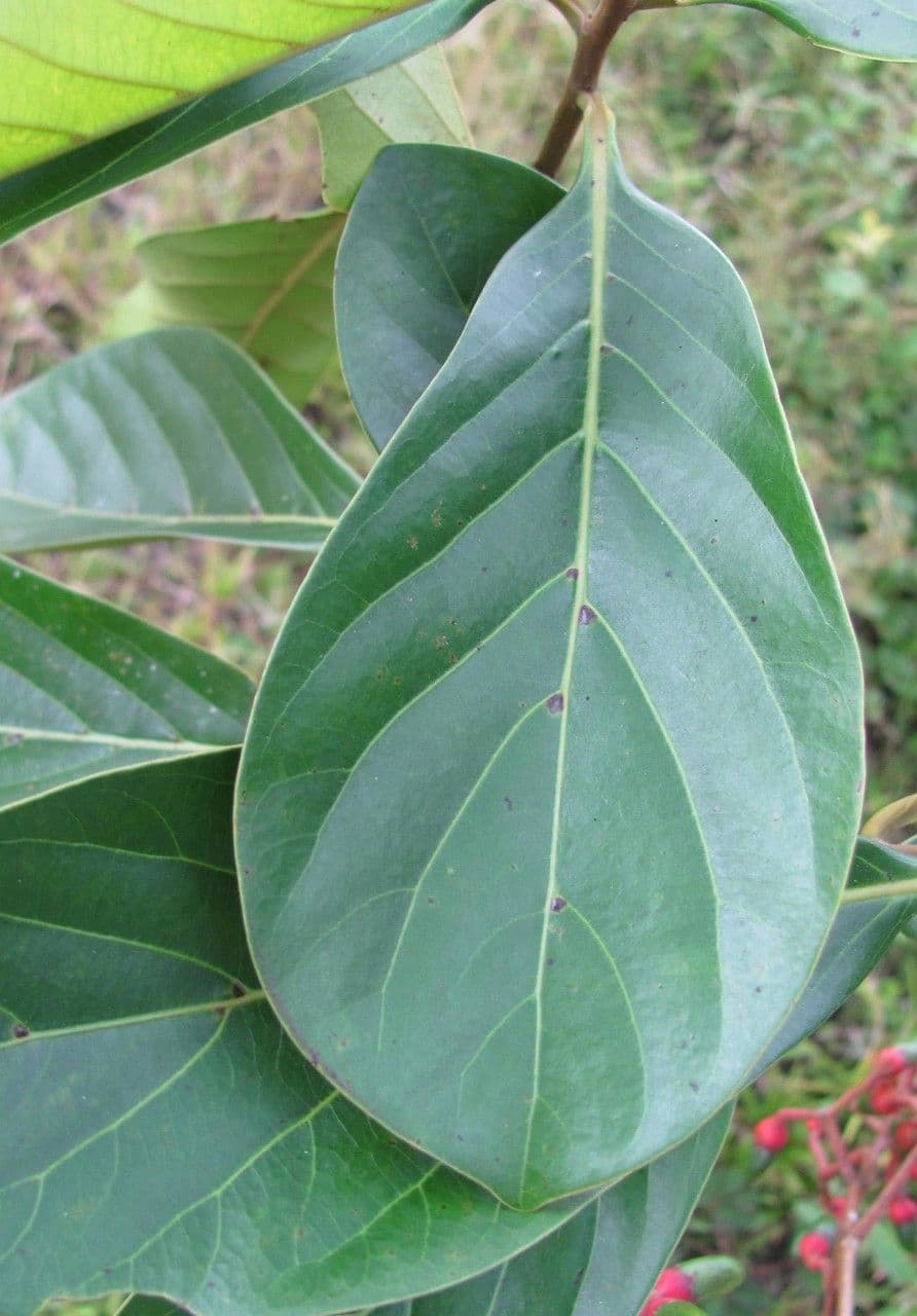 Ocotea insulare 14