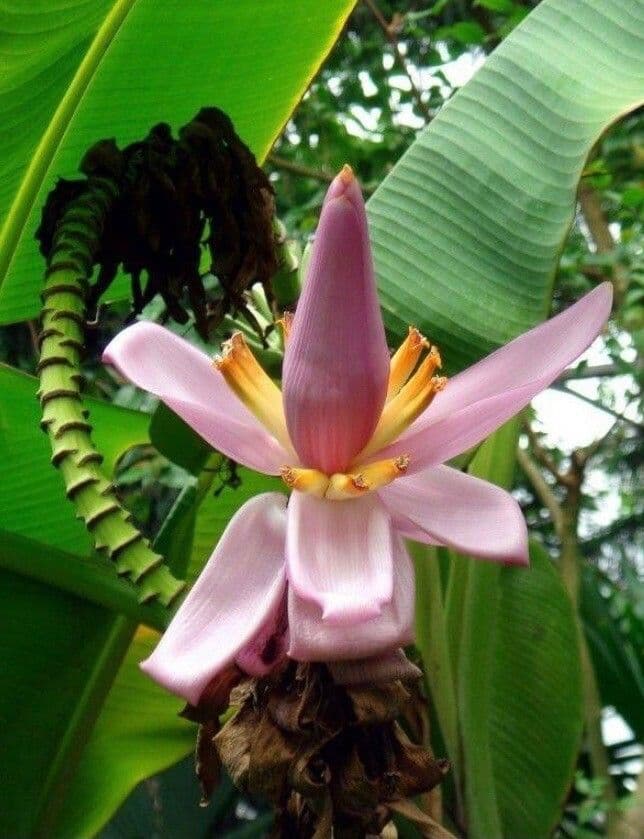 Banan fieristico 2