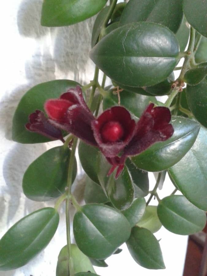Pianta rossetto 5