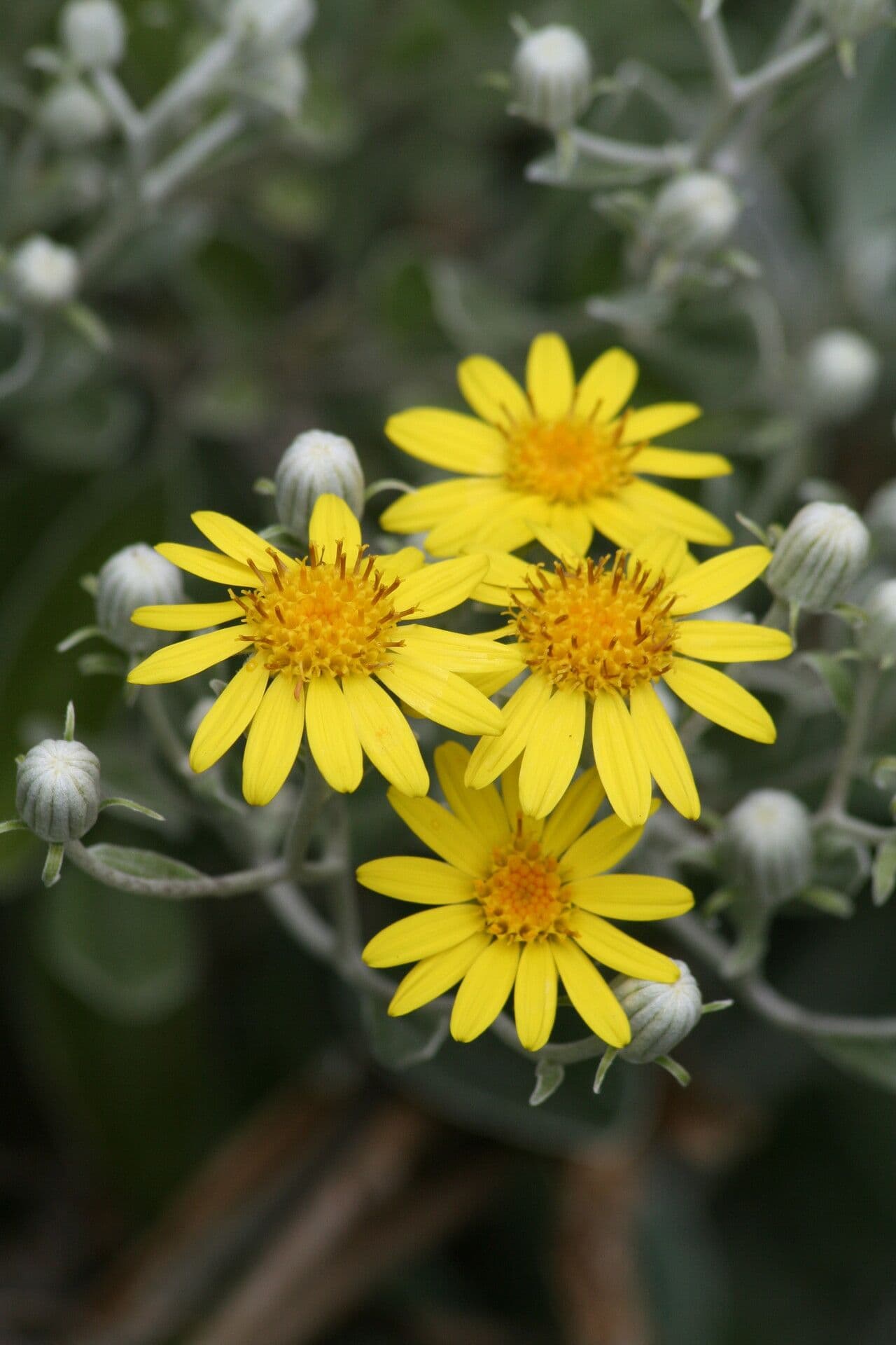 Brachyglottis