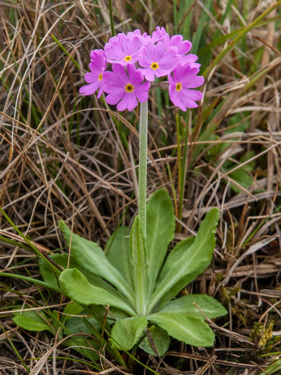 Primula farinosa 8