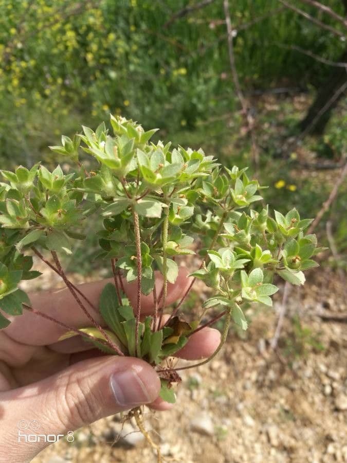 Androsace maxima 19