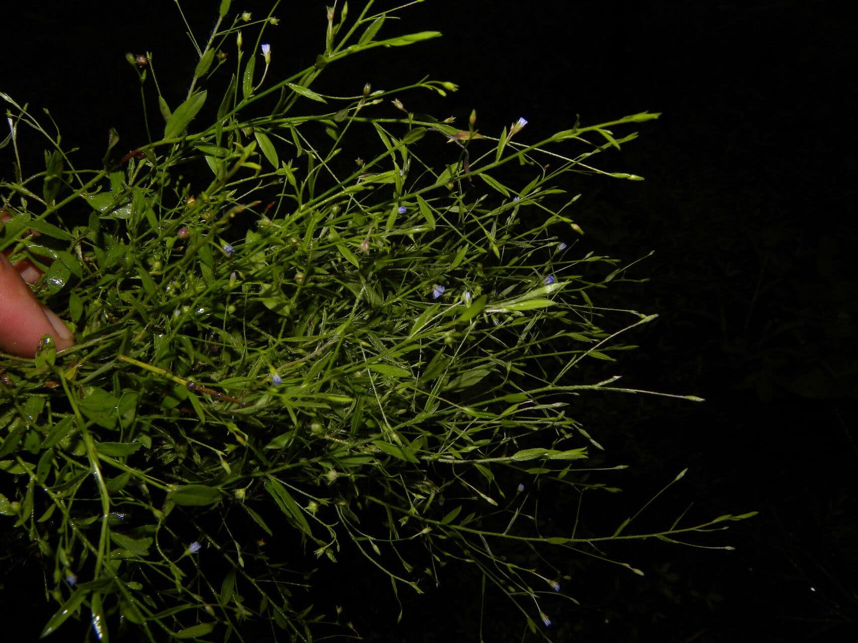 Evolvulo filiforme 3