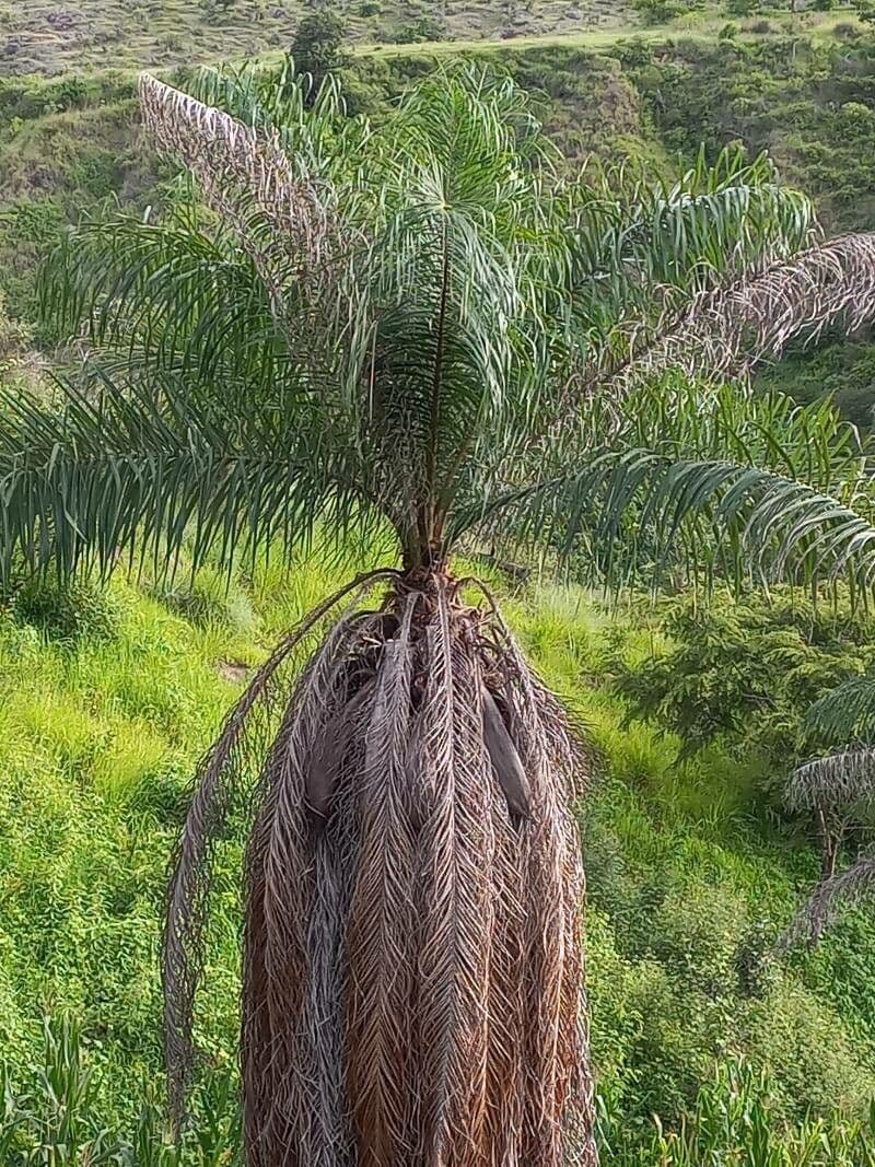 Palma da cocco gialla 2