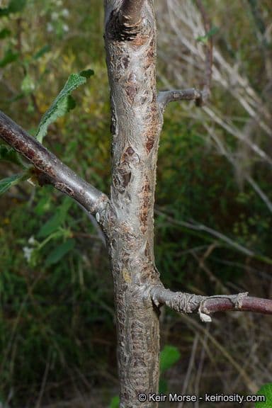 Ribes senza odore 17