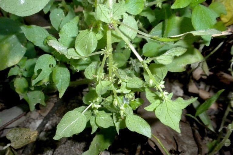 Pellitorie Floridská 2