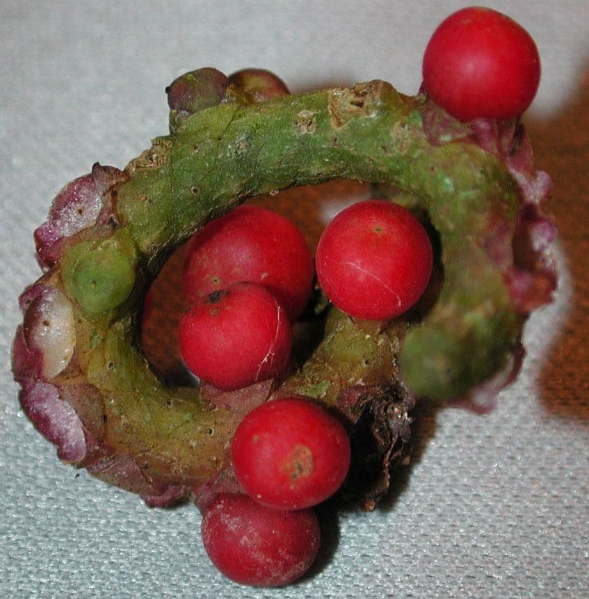 Anthurium 4