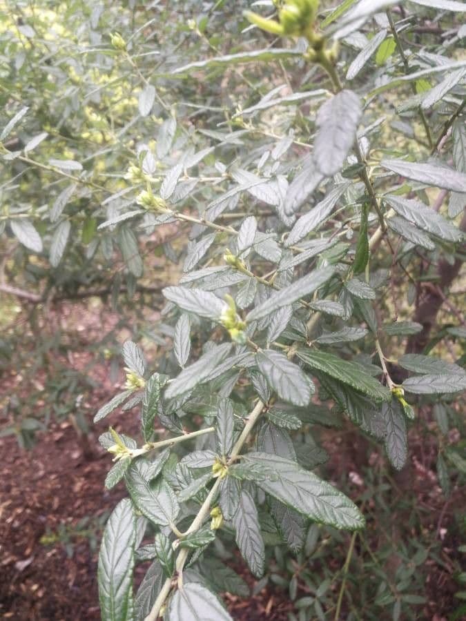 Ceanothus 2