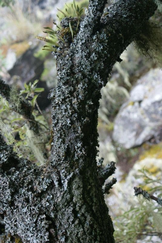 Sophora denudata 25