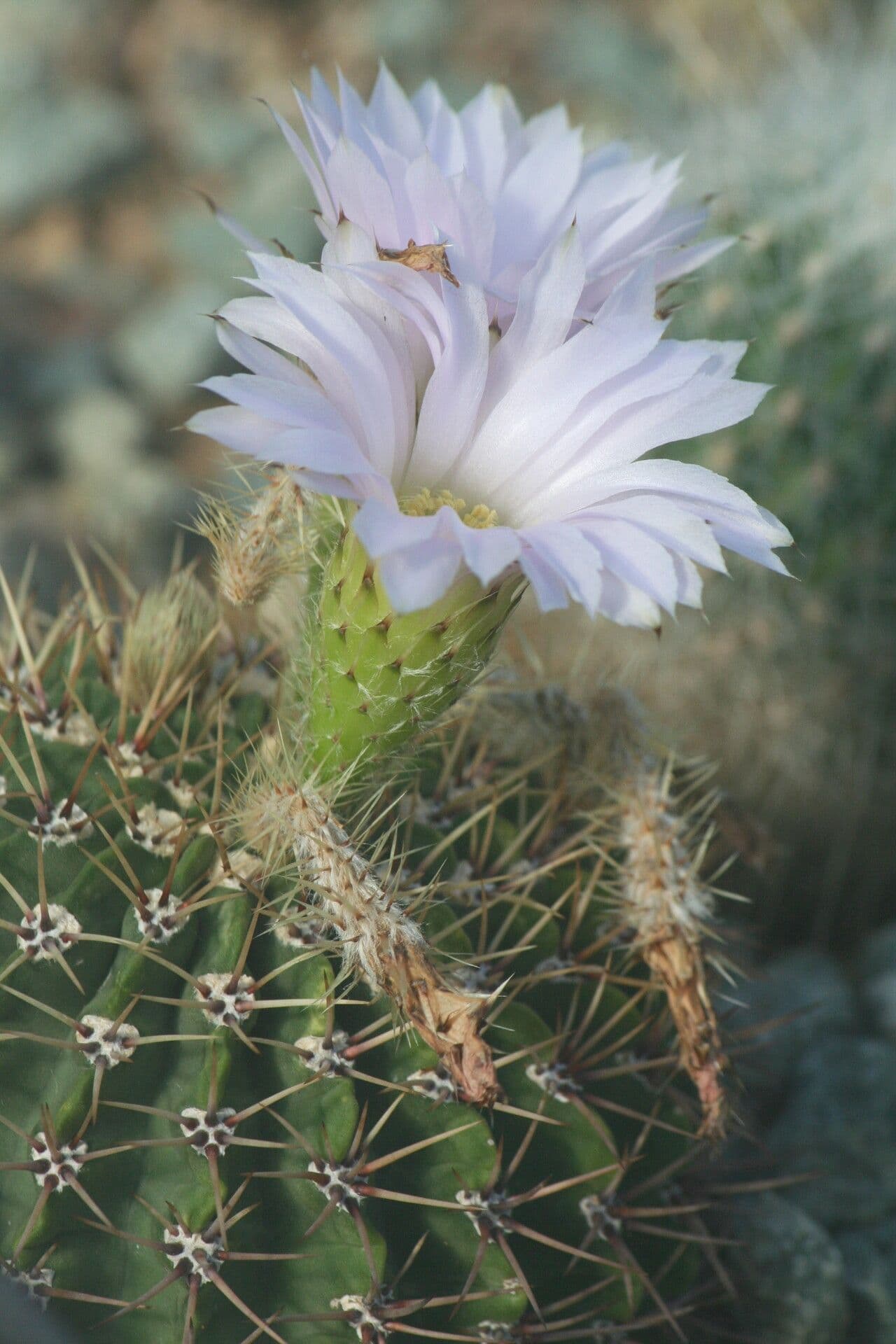 Acanthocalycium