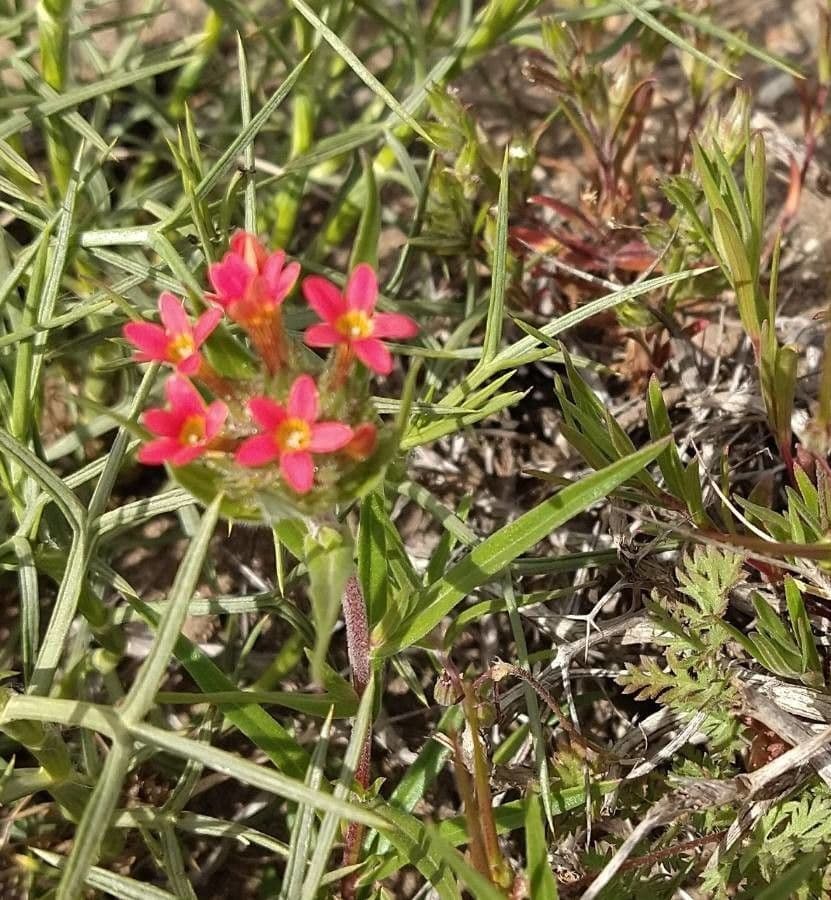 Collomia 4