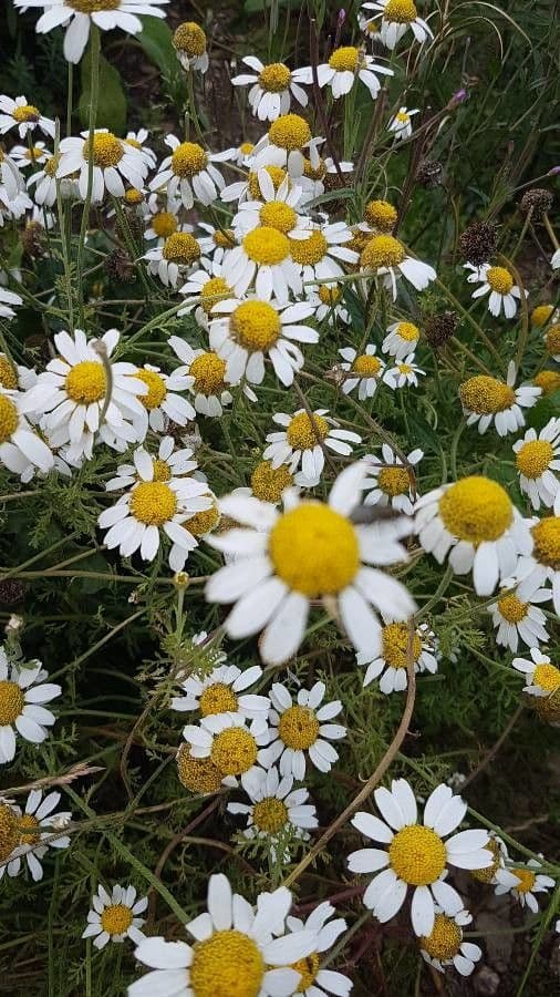 Camomilla romana 38
