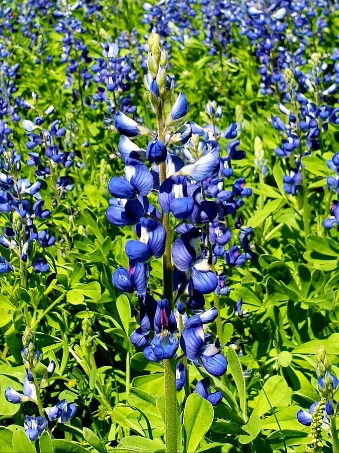 Texas-Blumenkappe 4
