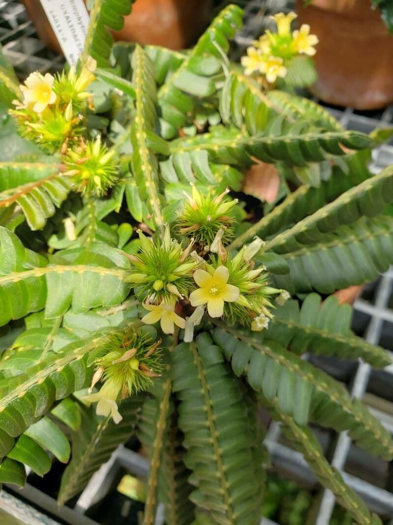 Biophytum