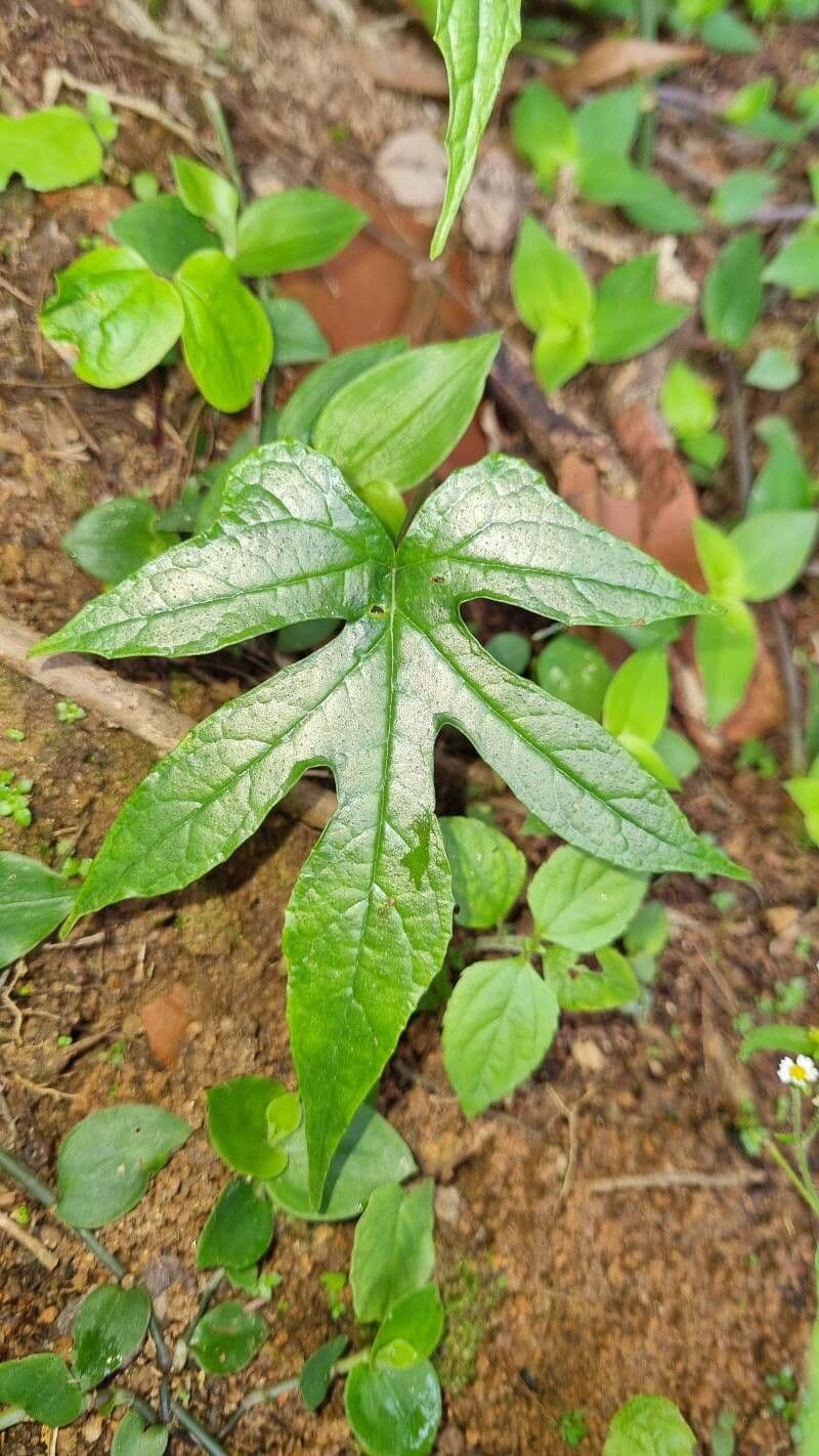 Dorstenia 2
