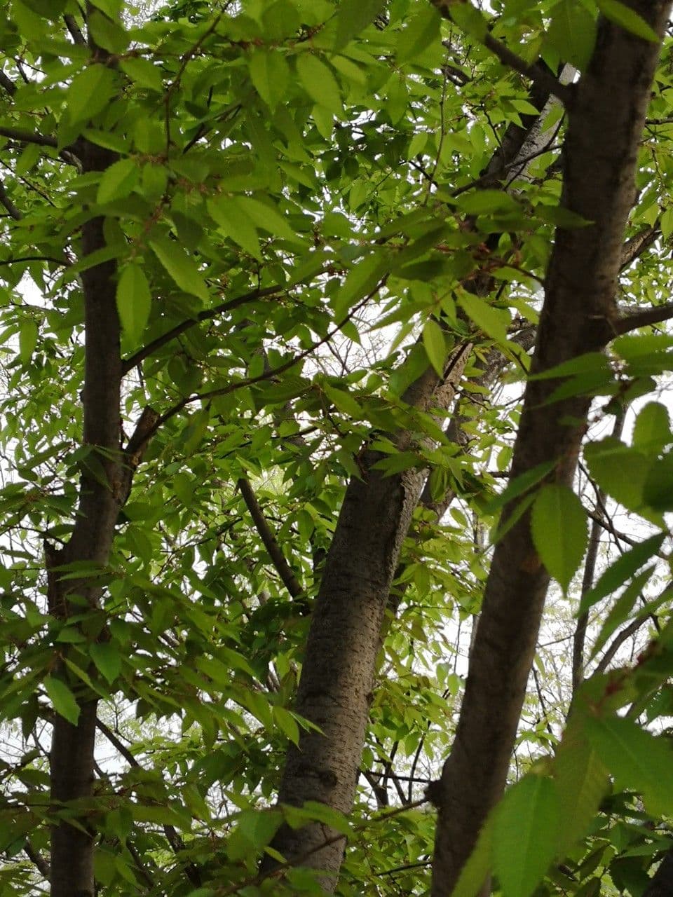 Zelkova 3