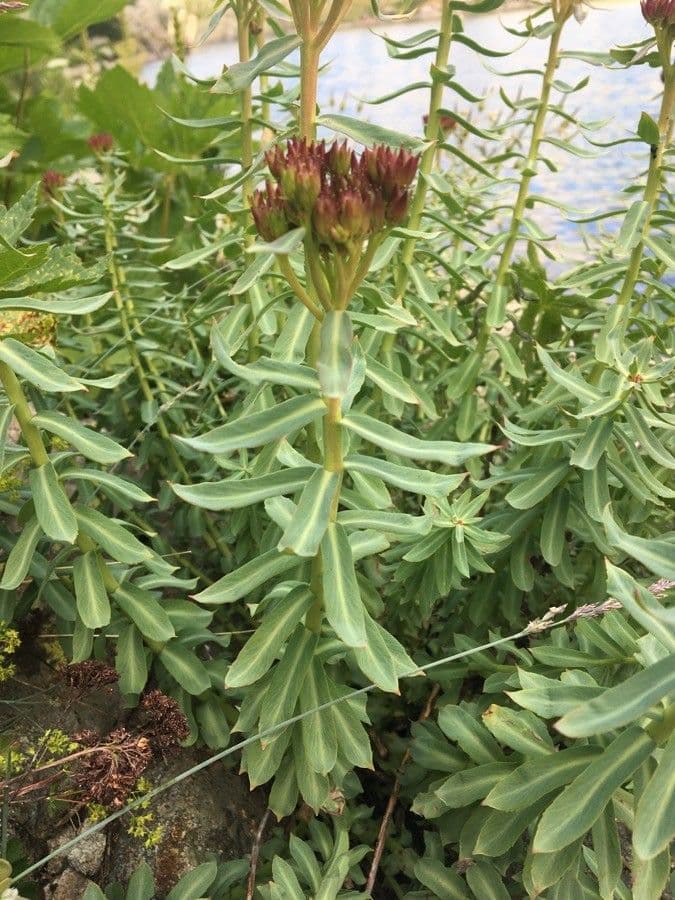 Rhodiola integrifolia 20