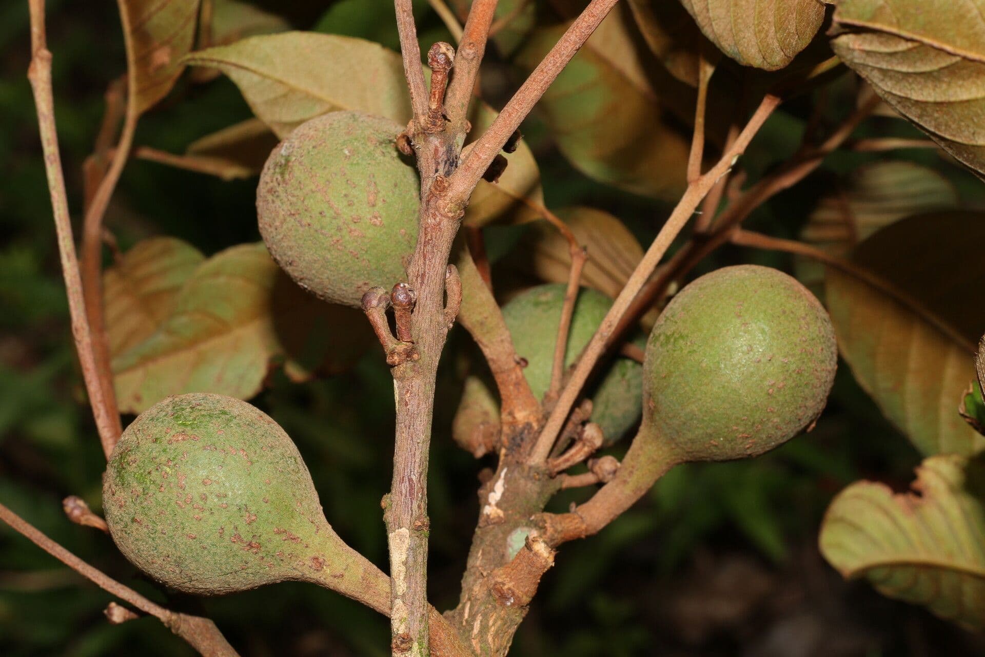 Pouteria 4