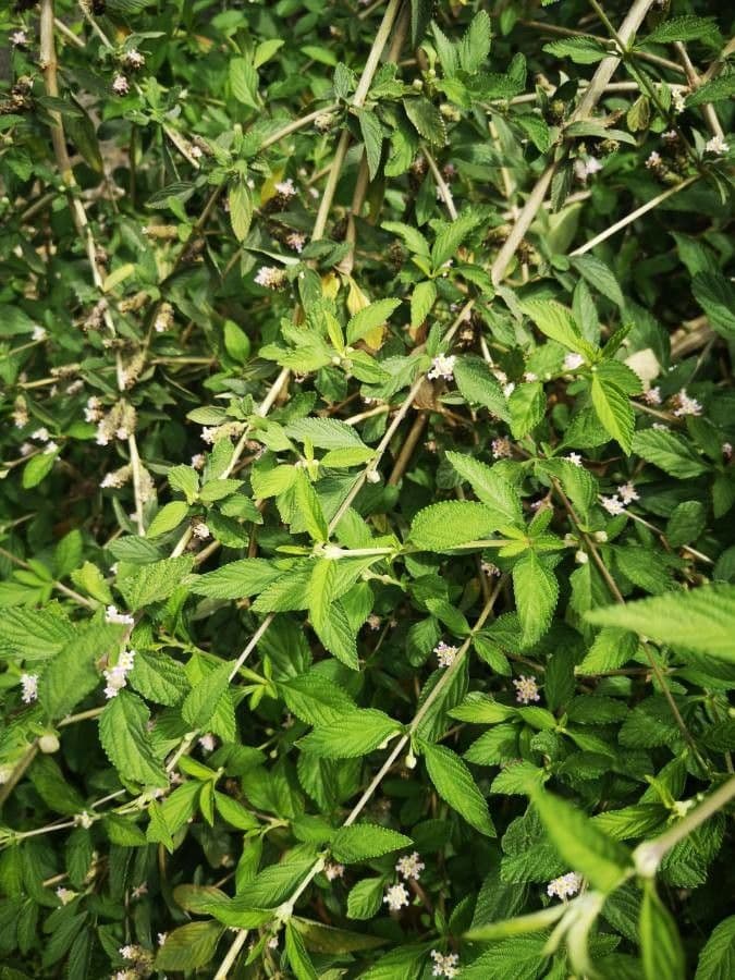 Lippia alba 10