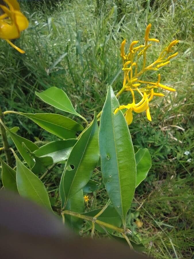 Vochysia 3