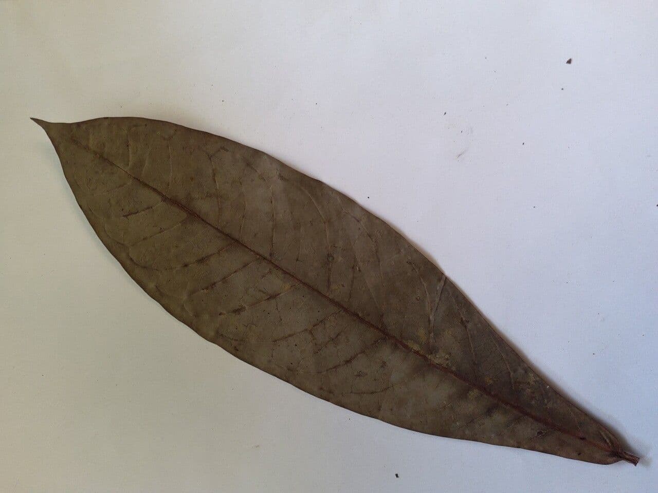 Aniba 2