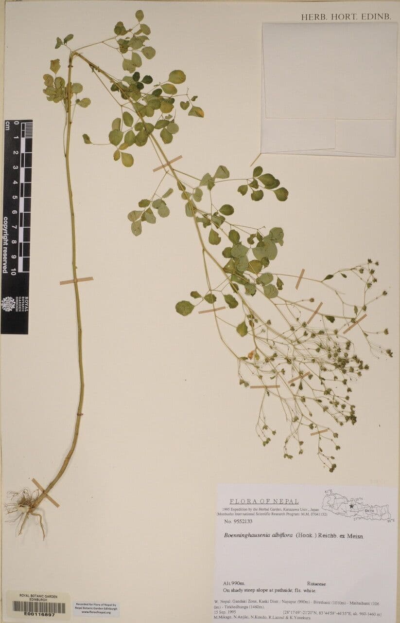 Boenninghausenia 6