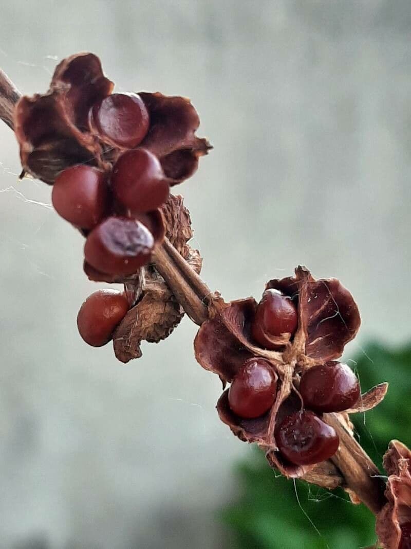 Chasmanthe aethiopica