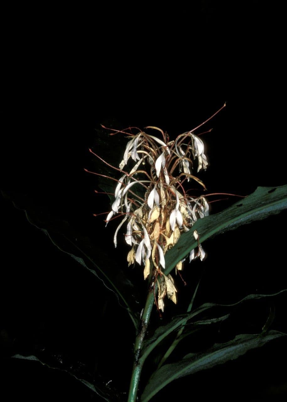 Hedychium