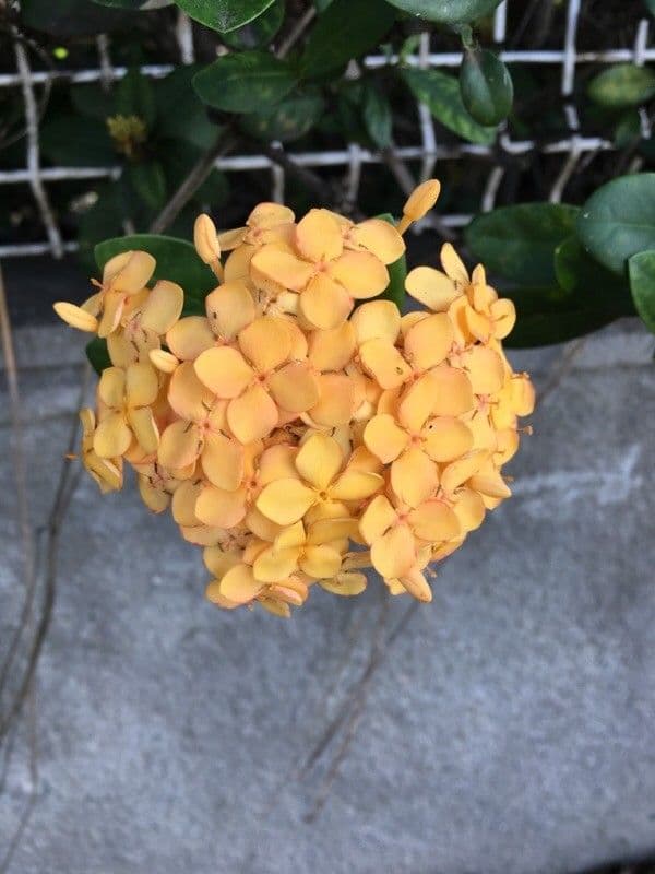 Ixora 9