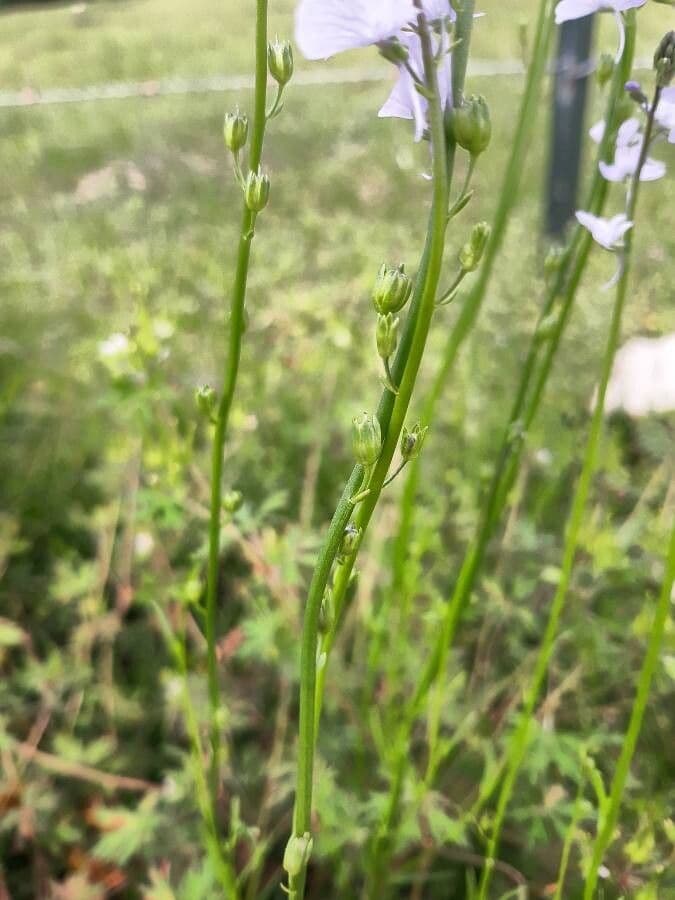 Veronica austriaca 21