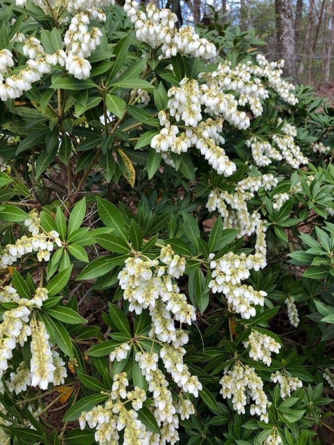 Pieris giapponese 26