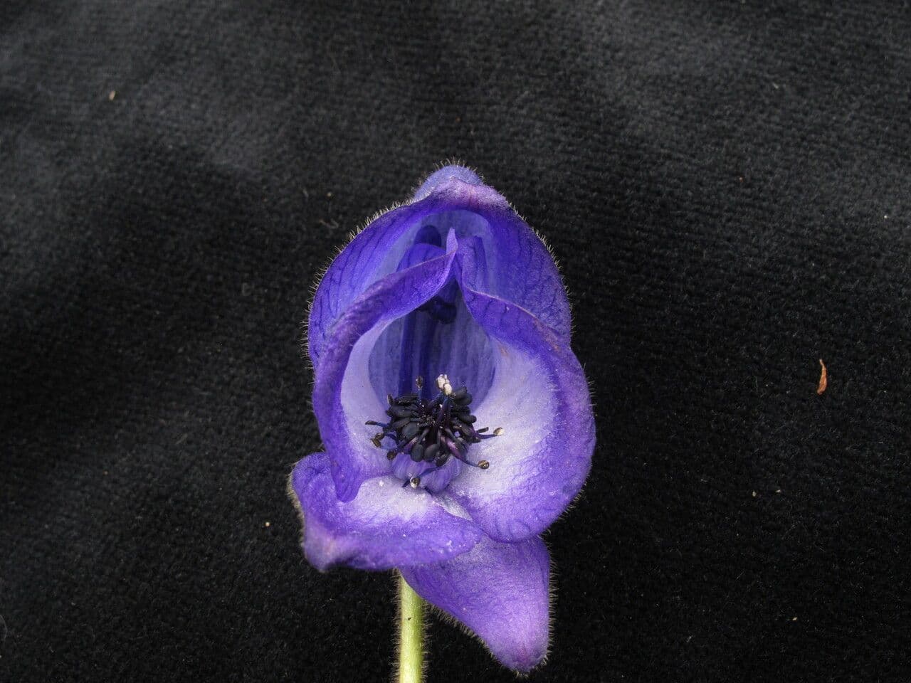 Aconito 2