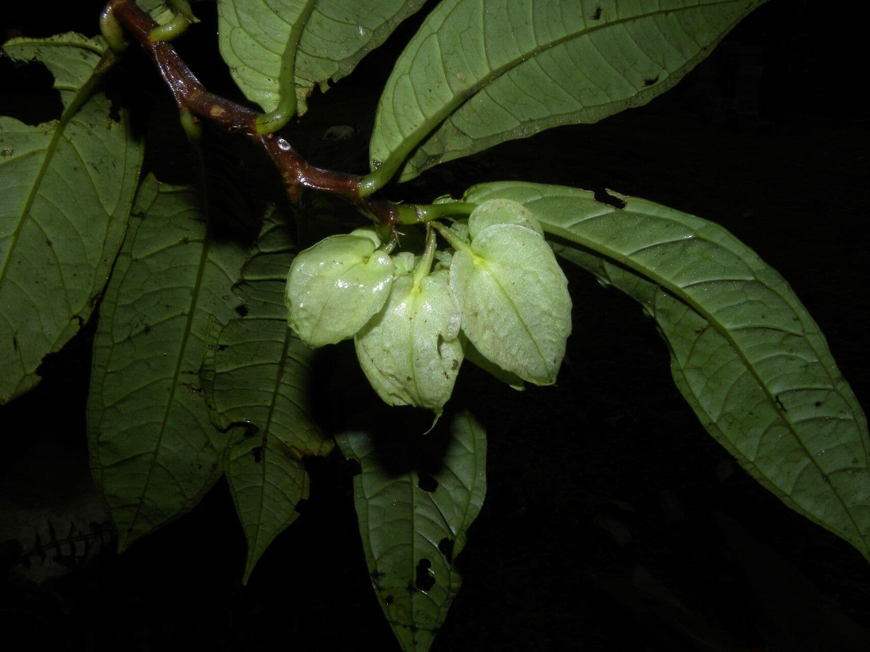 Drymonia 2