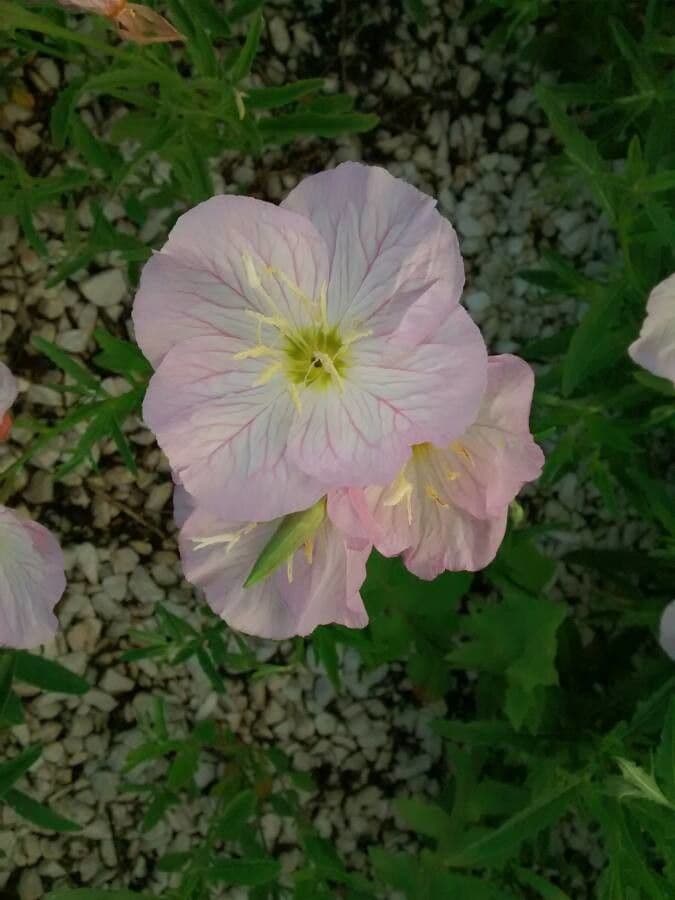 Enotera rosa 2