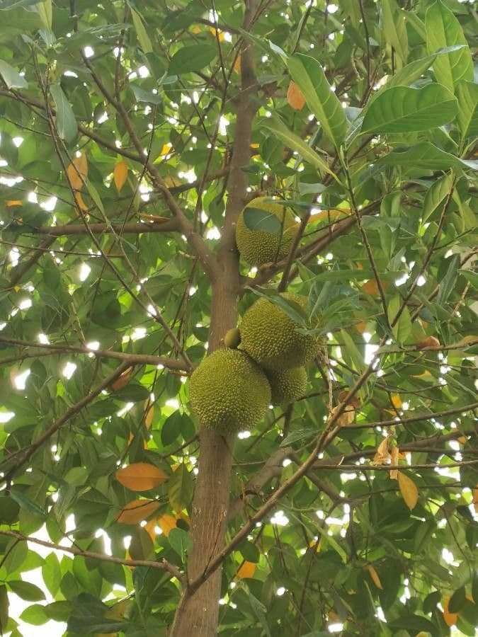 Jackfruit