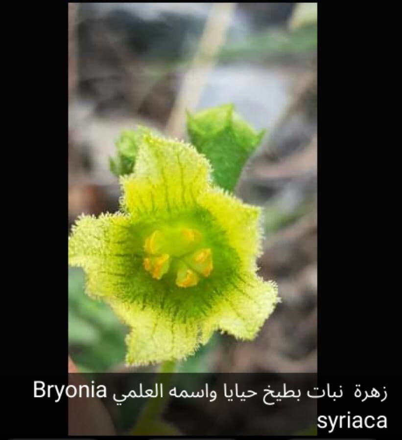 Bryonia 2