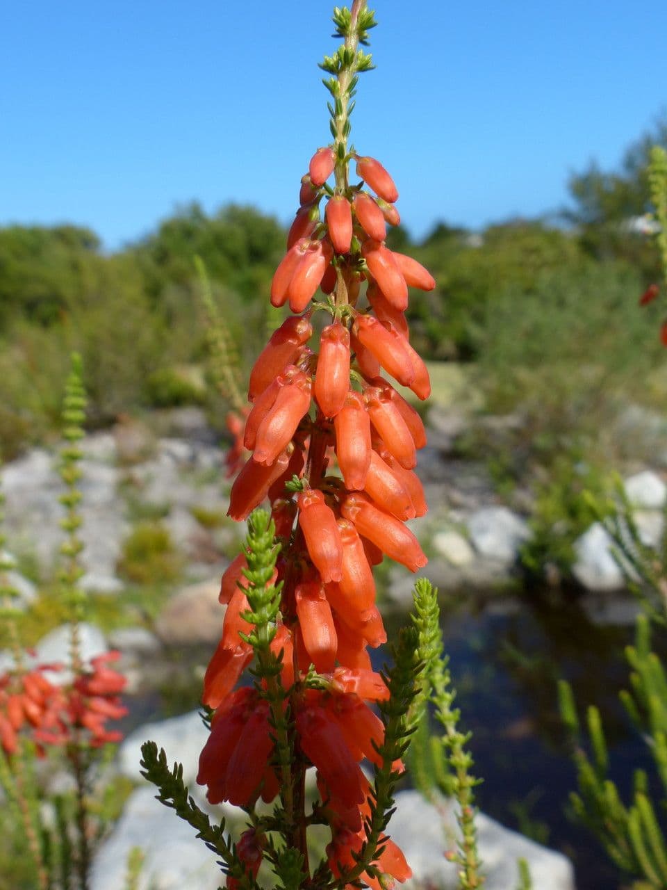 Erica mammosa 2