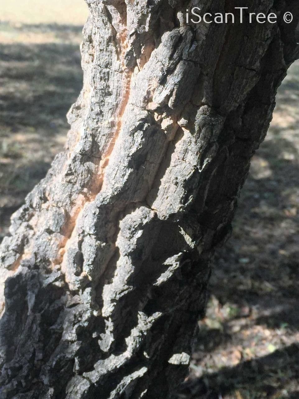 Tabernaemontana 23