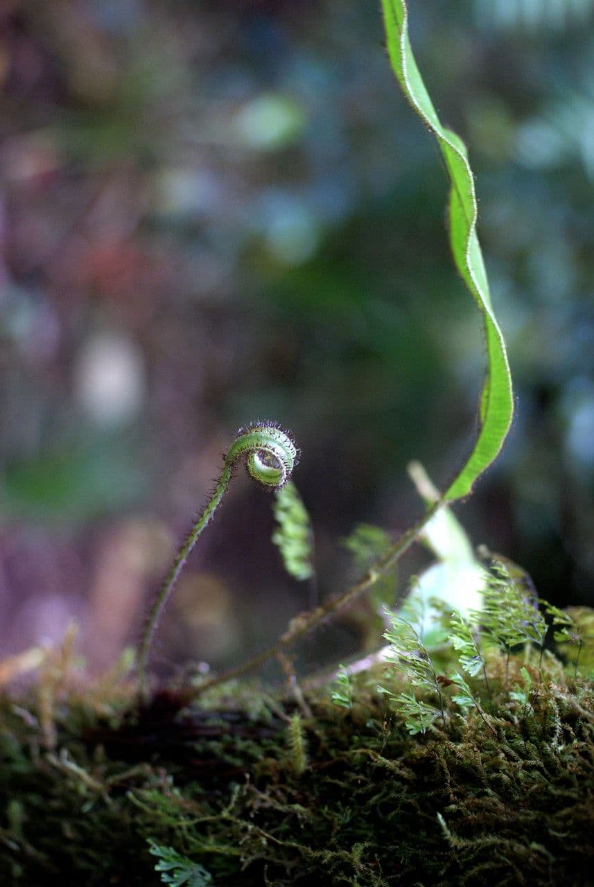 Elaphoglossum 2