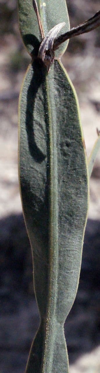 Dampiera 10