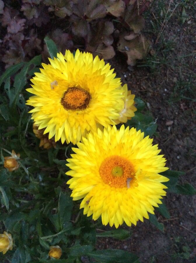 Xerochrysum 5
