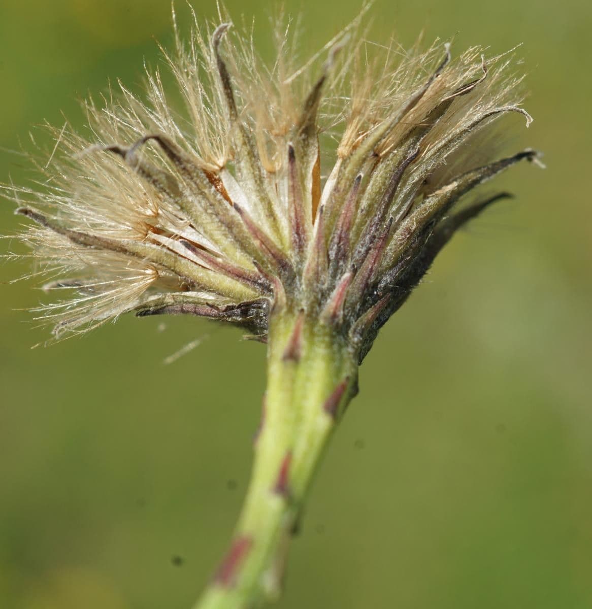 Radicchiella autunnale