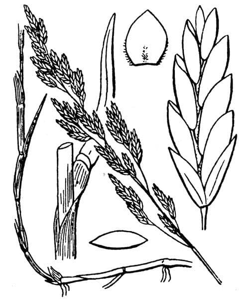Fienarola compressa 27
