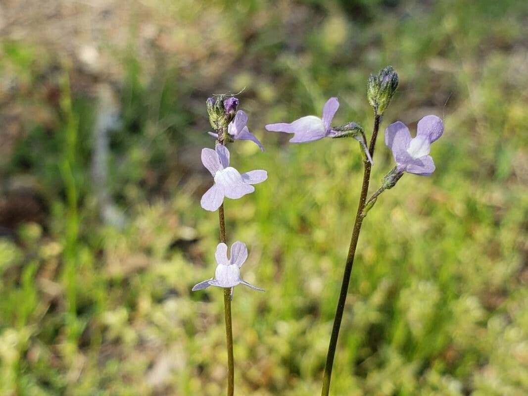 Nuttallanthus floridanus 2