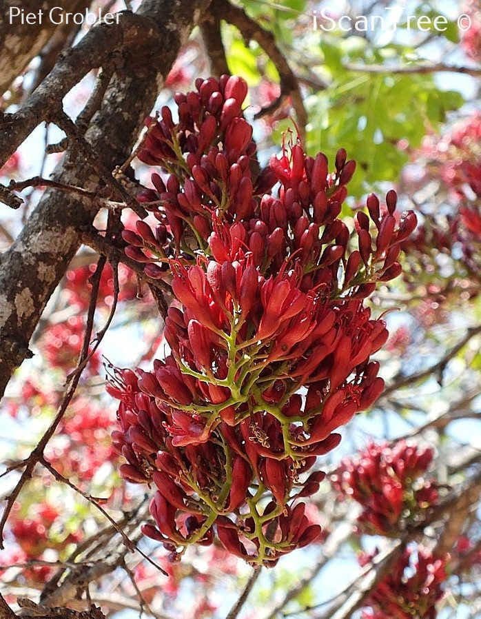Albero fucsia 9
