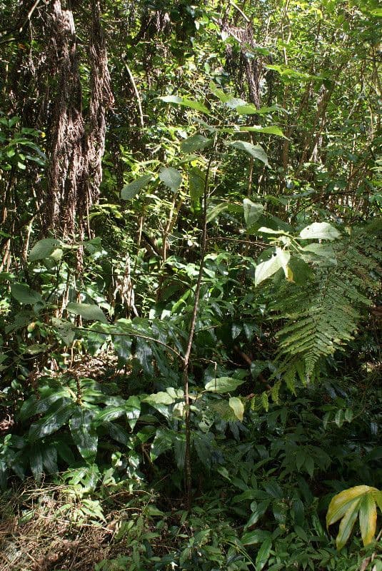 Dombeya 10